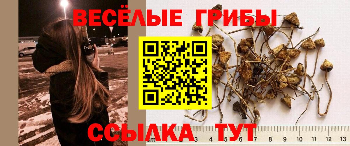 Псилоцибиновые грибы GOLDEN TEACHER  Вход с VPN  Псилоцибиновые грибы GOLDEN TEACHER  купить  цена  Родники 
